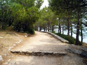 Аллея в Кацивели