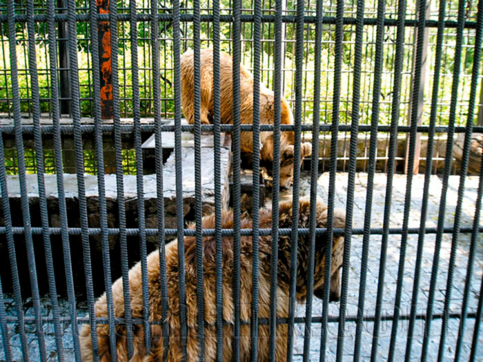 Зоопарк в селе Буки